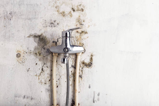 Best Mold Removal Company Near Me  in Flemington, NJ