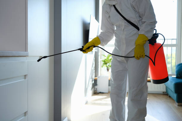 Best Attic Mold Removal  in Flemington, NJ