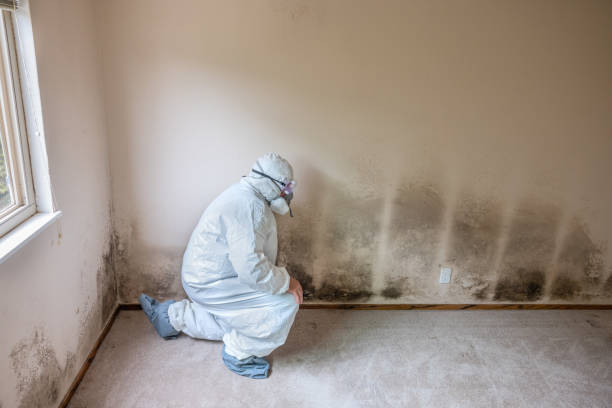 Professional Mold Removal in Flemington, NJ