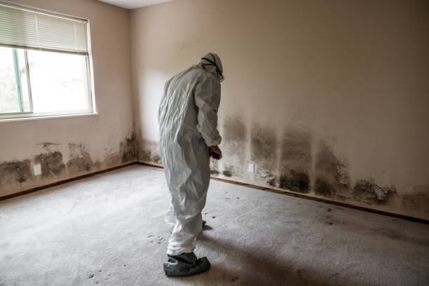 Best Fast Mold Removal  in Flemington, NJ
